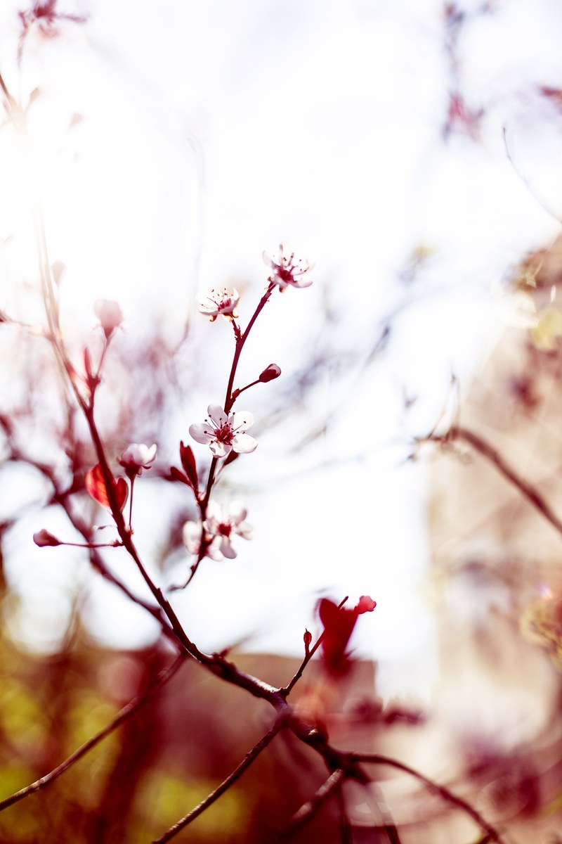 cherry blossom flower pink and cherry hd, 4k