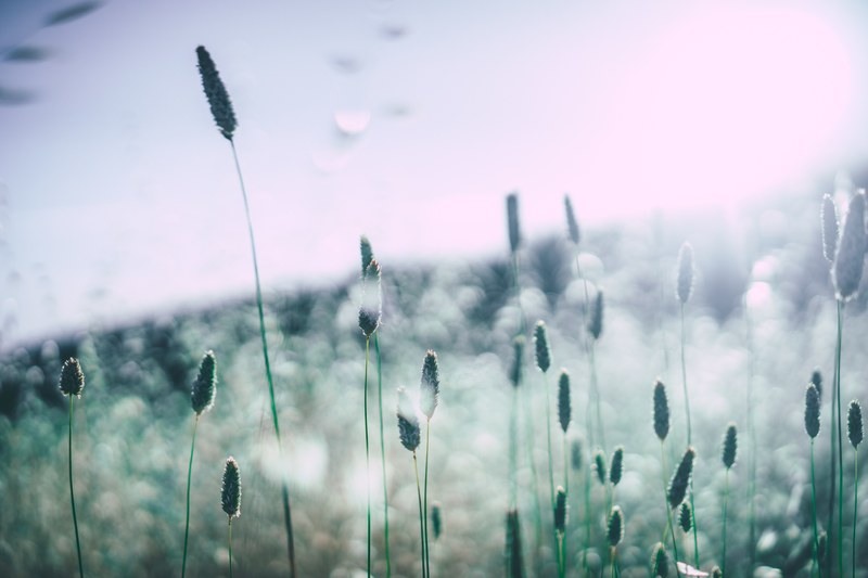 tall grass and plants grow in a field, tall grass 4k