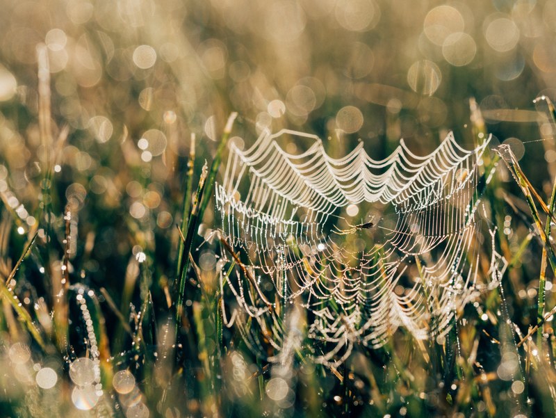 spider web web spider and dew 4k
