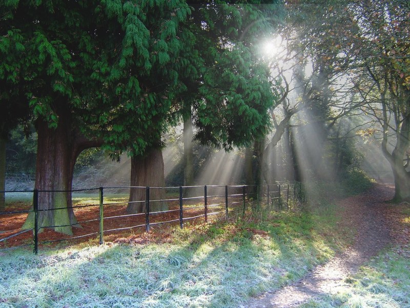 sunrays falling on a footpath near a fence running along green trees, bright sun over a footpath 4k