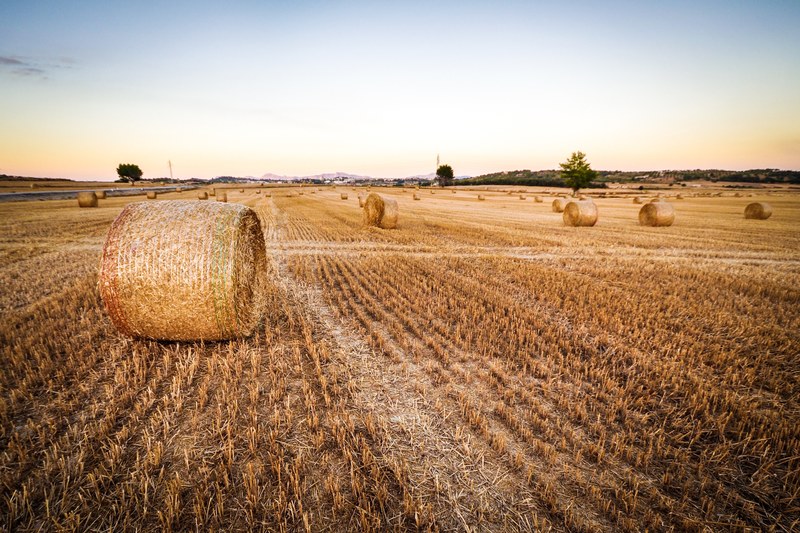 wheat field agriculture and harvest 4k