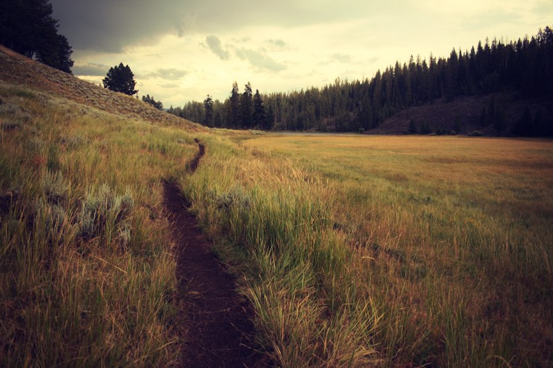 grass path field and trail 4k