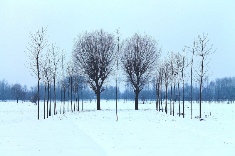 trees form symmetric lines in a snowy winter field, winter symmetry 4k