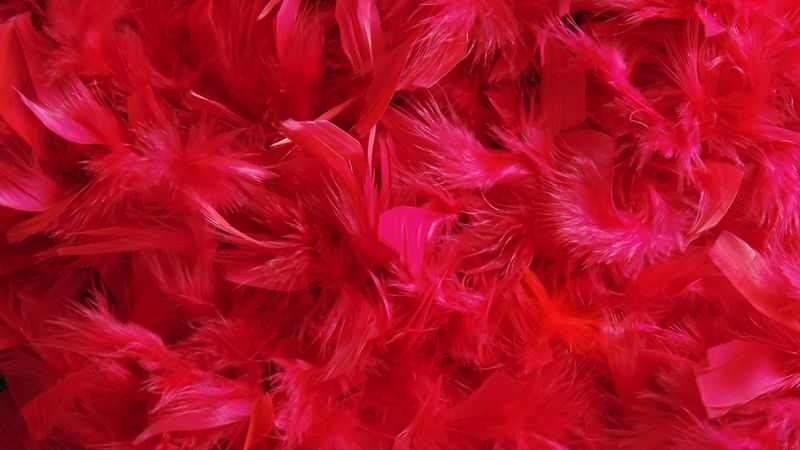 feathers, down, red, 4k