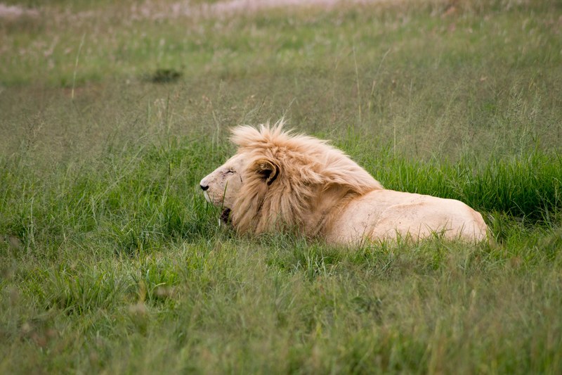 a male lion yawning in tall green grass, yawning lion in grass 4k