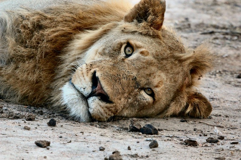 close up of the face of a lion lying on dirt ground, lions stare 4k