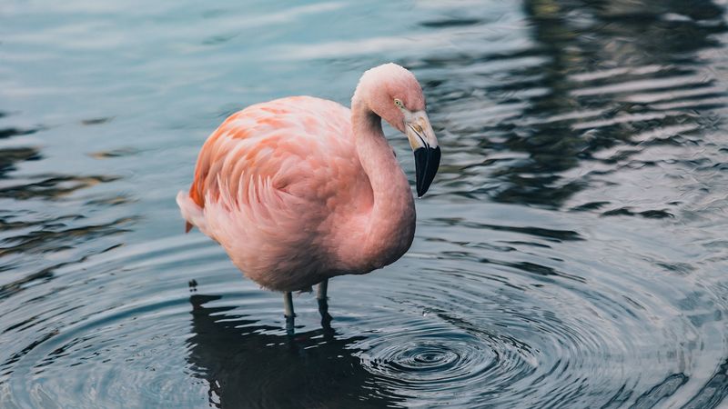 flamingo, bird, water, 4k