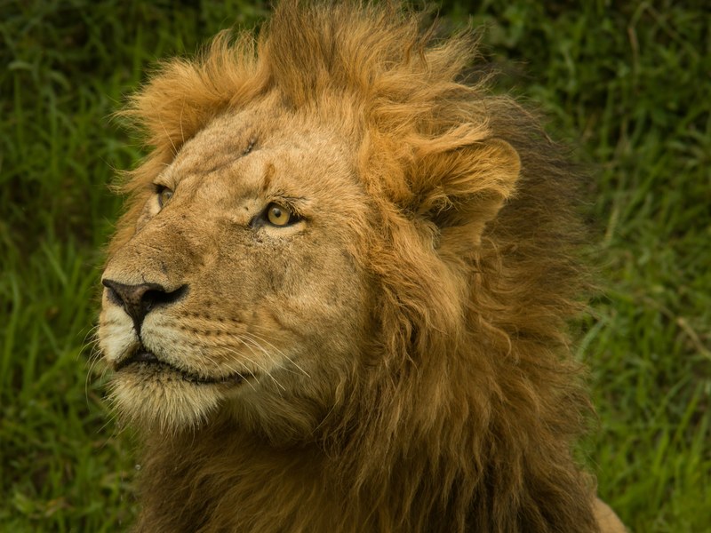 male lion with scruffy mane and grass in background, pensive lion 4k