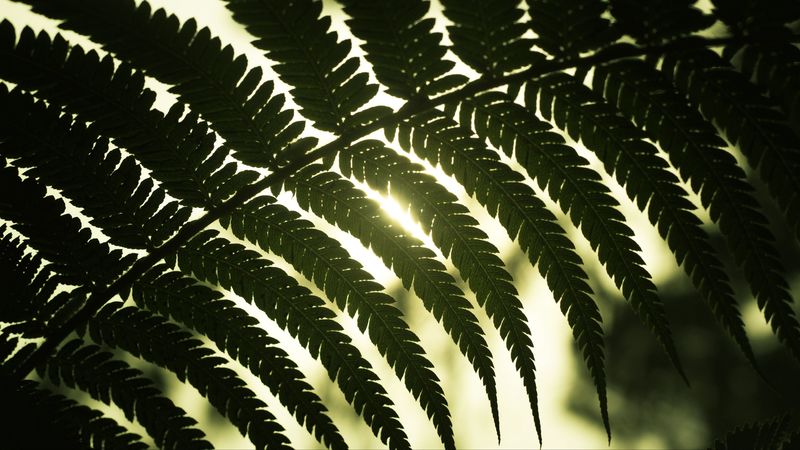 leaf, light, shadow, 4k