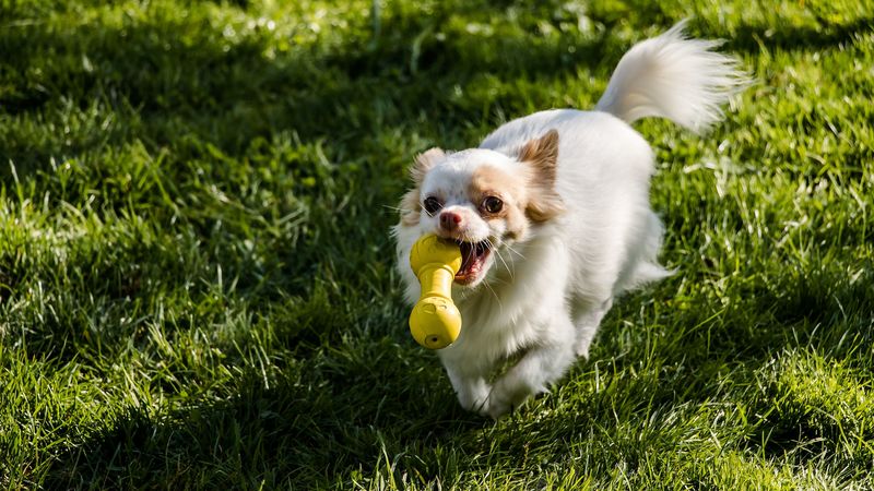 chihuahua, dog, toy, grass, walk, 4k