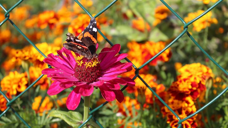 zinnia, butterfly, flower, 4k