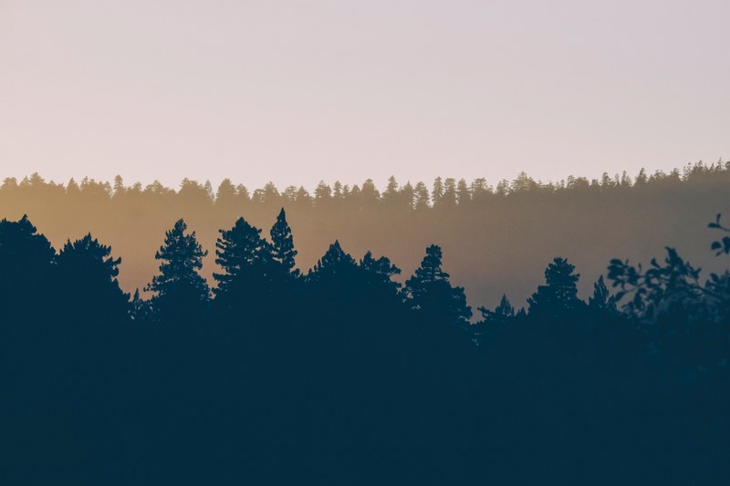 silhouettes of treelines under a pale evening sky, evening treelines 4k