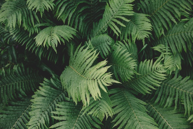 family fern 4k