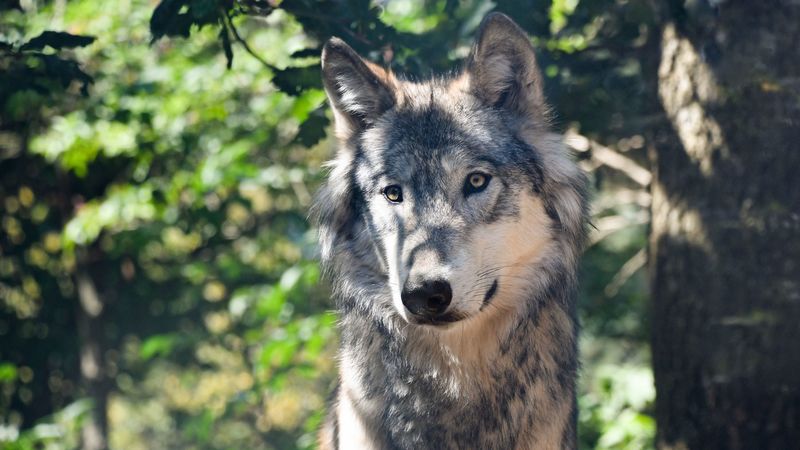 wolf, predator, muzzle, 4k
