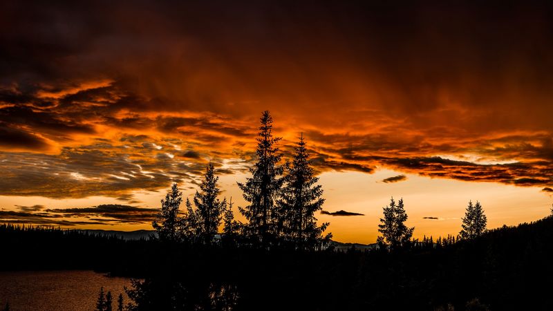 trees, sunset, sky, 4k
