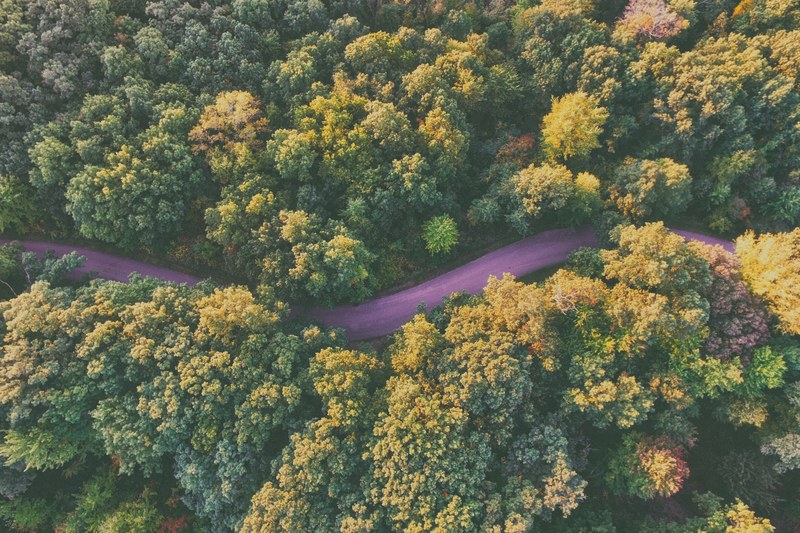 a drone shot of a purple hued winding road through a forest, purple road 4k