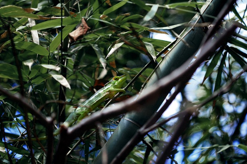 iguana chameleon nature and jungle 4k