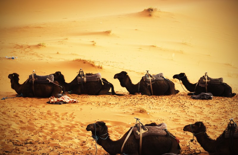 camels take a break in the sandy desert, camel pit stop 4k