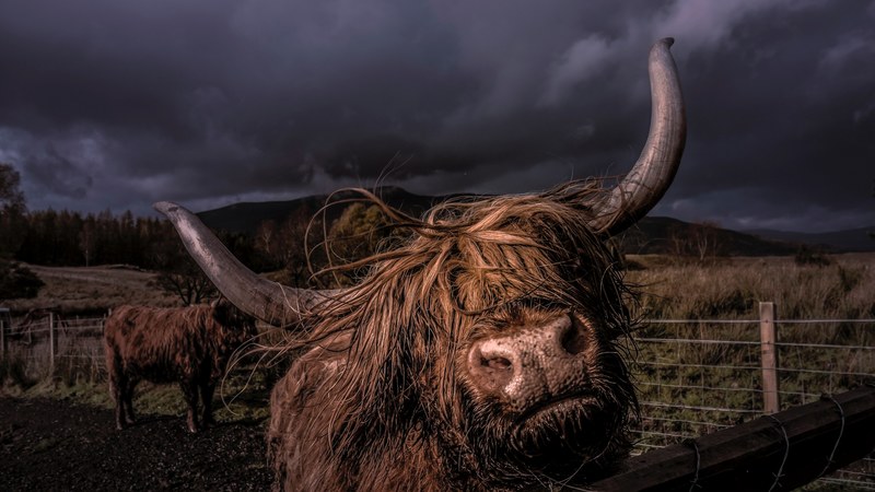 scottish highlander 4k