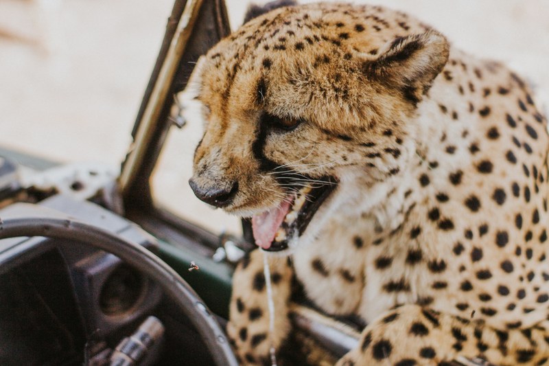 a macro of a cheetah with a line of saliva hanging from its mouth and leaning into a car from the drivers window, puncho 4k