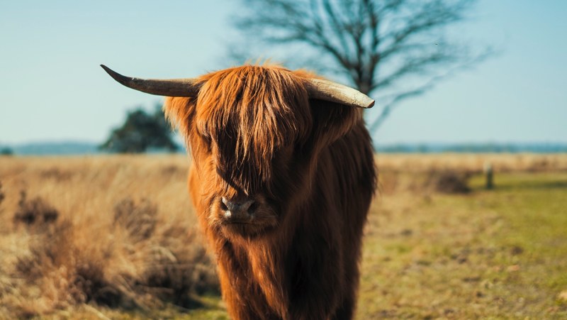 highland cow cow animal and livestock 4k