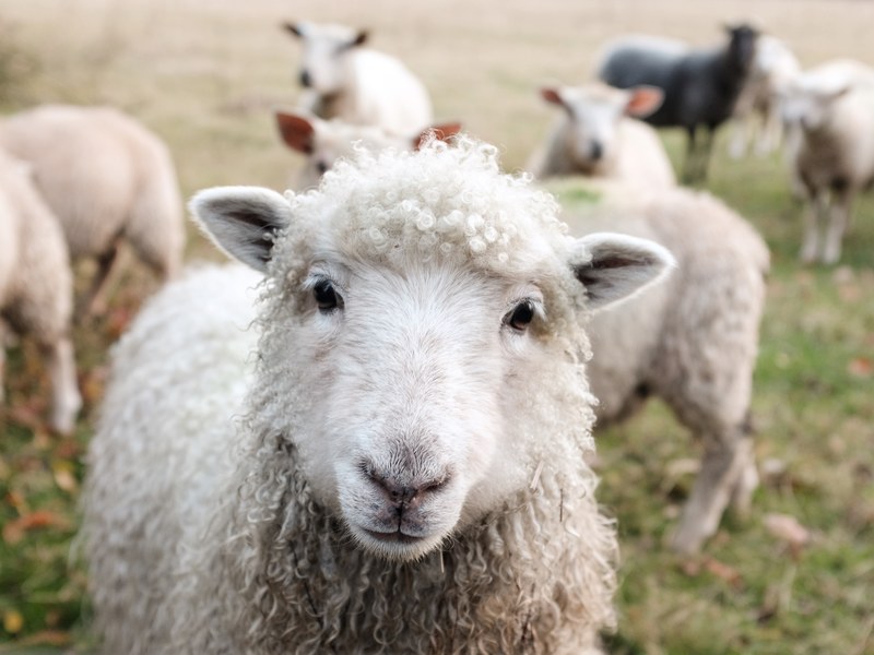 animal sheep lamb and wool 4k
