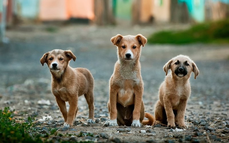 dog puppy animal and pet 4k
