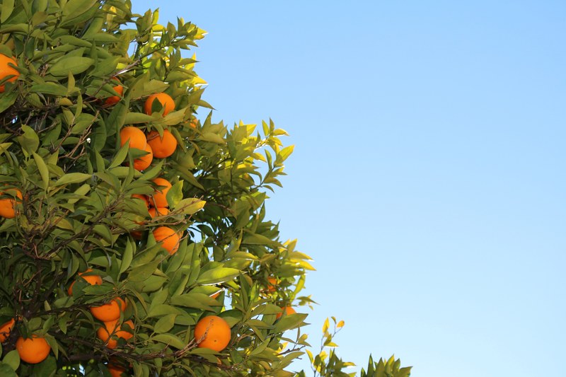 orange tree orange tree and fruit 4k