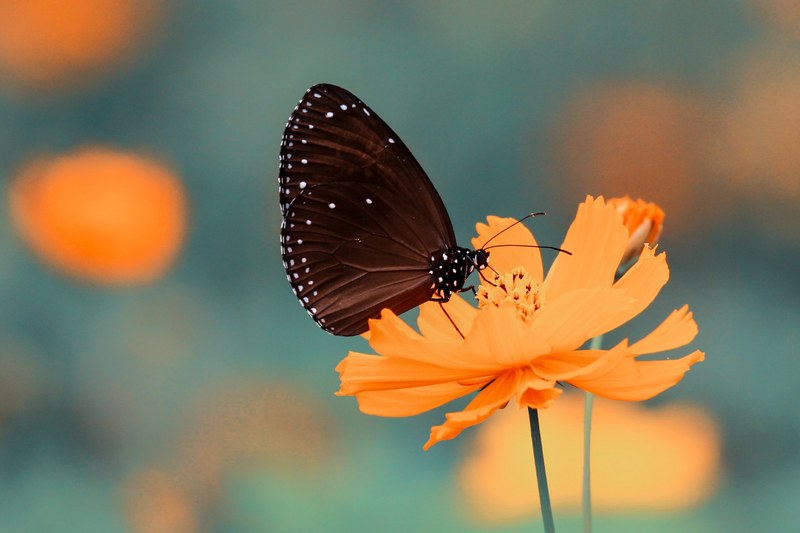 a black butterfly on a bright orange flower, black butterfly contrast 4k