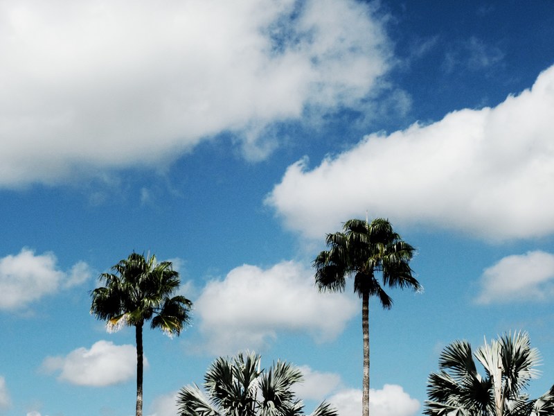 florida summer and tree 4k