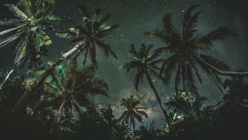 palms, trees, starry sky, 4k