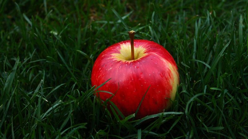 apple, fruit, grass, 4k