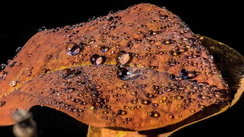 leaf, drops, closeup, glitter, 4k