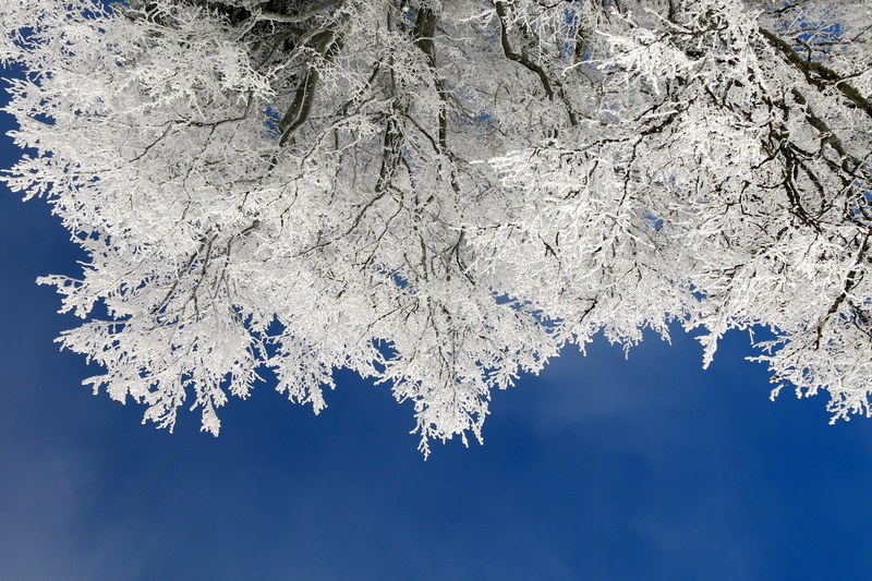 beneath a tree with snow covering its branches and leaves and a dark blue sky in the background, snow coated tree under the sky 4k