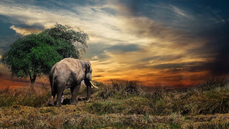 elephant, trees, grass, 4k