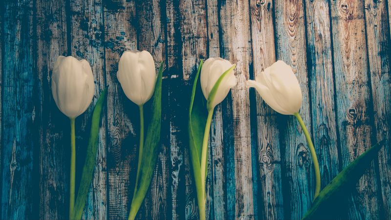 tulips, flowers, stem, 4k