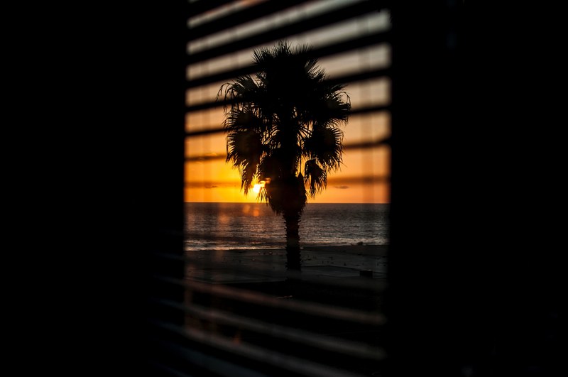 a palm tree the ocean and the sun above the horizon seen through window blinds, sunset blind palm tree and silhouette 4k