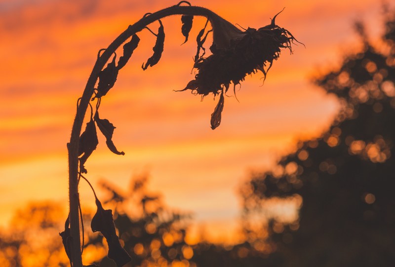 a dreary shot of a silhouette of a wilting sunflower bending down down against the orange sky, dying sunflower at dusk 4k