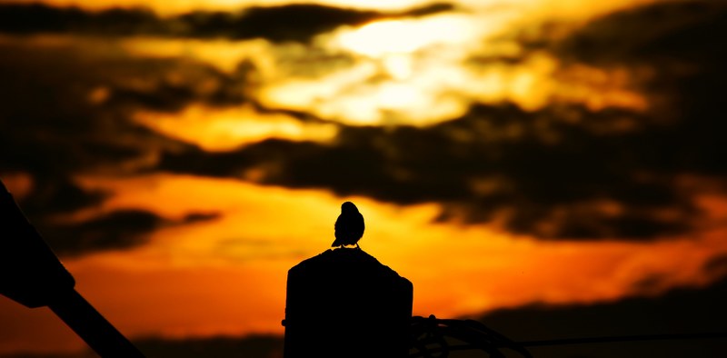 a silhouette of a bird perched on a rock or post with the sunset creating an orange sky in bessengue, bird at sunset 4k