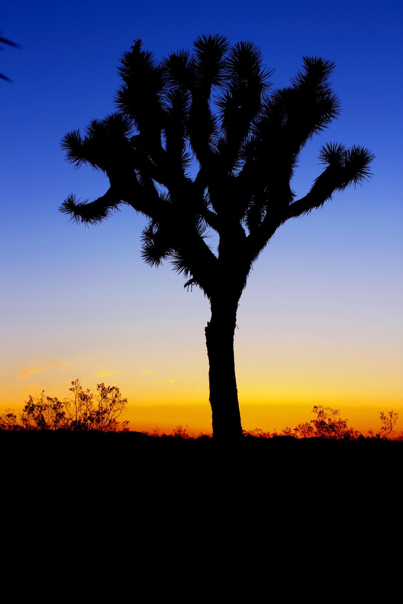 silhouette of a tree in the desert at sundown, twilight hour in the desert 4k