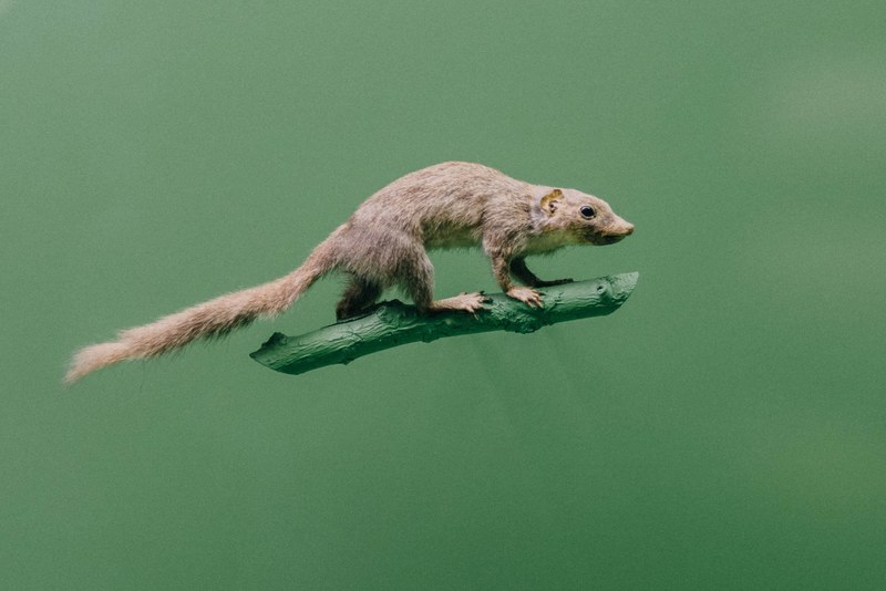 rat green tree and mouse 4k