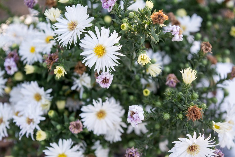 white pink and yellow flower buds bursting into bloom, colorful flowers in bloom 4k