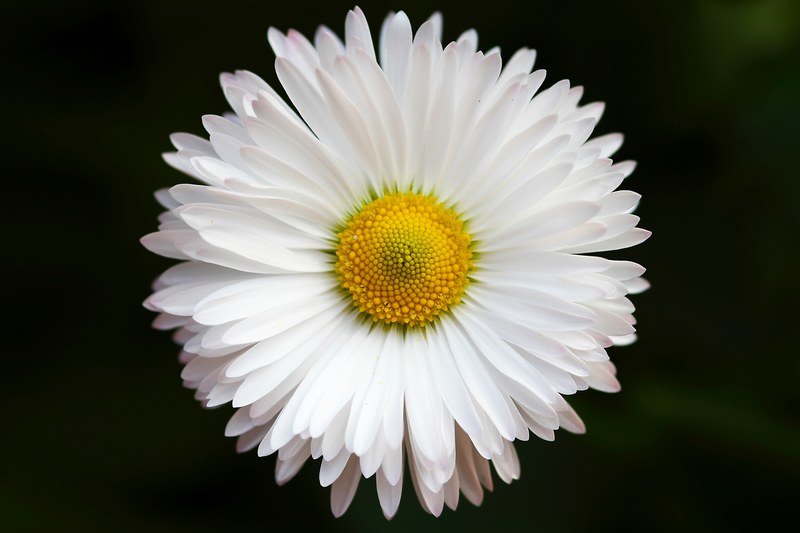 close up of a white daisy flower, brilliant white daisy 4k