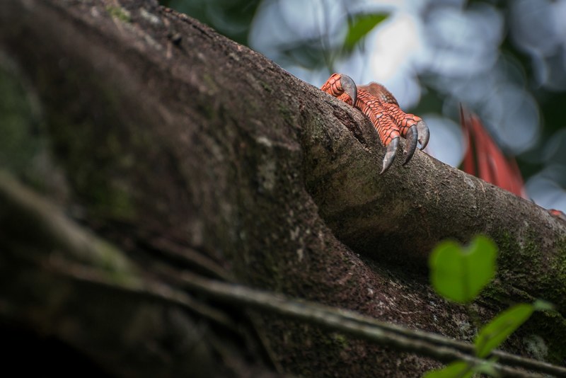 monster lizard iguana and costa rica 4k