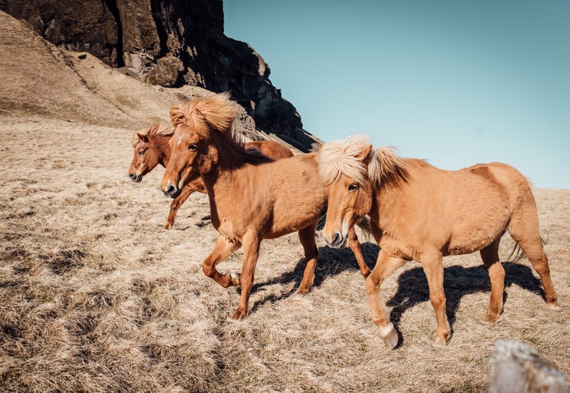 a group of brown ponies running on dry grass at the foot of a rocky hill, wild ponies on a slope 4k