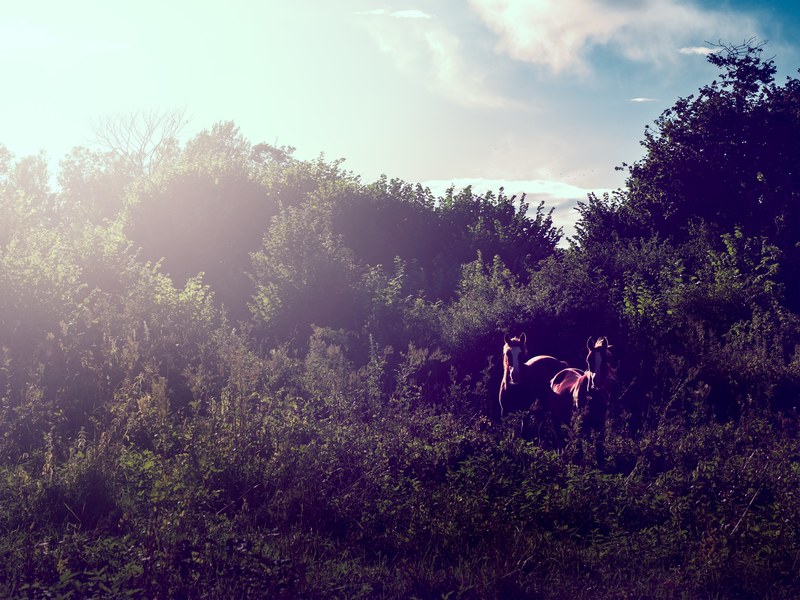 two brown horses in a dense patch of bushes on a sunny afternoon, wild horses in the thicket 4k