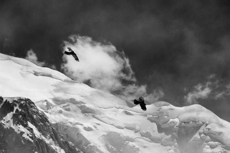 two birds in flight over snowy mountains and darkcloudy skies, two birds flying overhead 4k