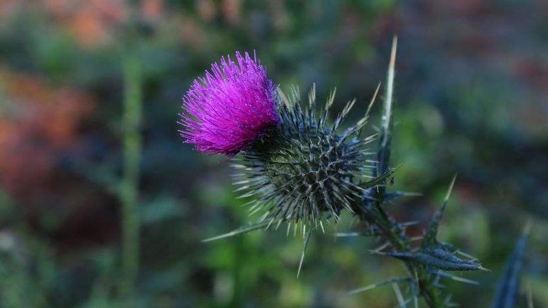 thistle, flower, spines, 4k