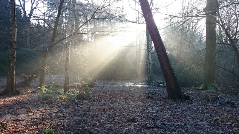 sun beams shine on a leafy forest field, sun in the woods 4k