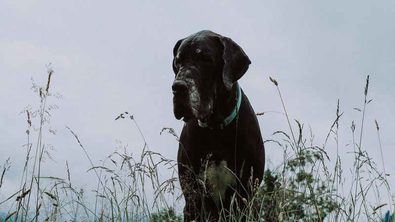 great dane, dog, grass, muzzle, 4k